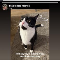 Lost Male Cat last seen Chestnut hill road, Rochester, NH 03868