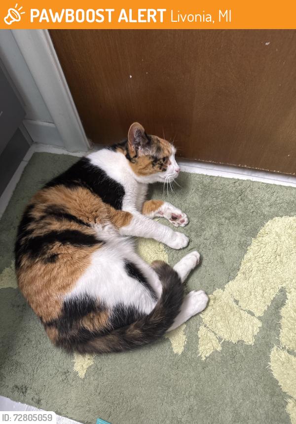 Found/Stray Unknown Cat last seen Stevenson , Livonia, MI 48152