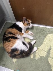 Found/Stray Unknown Cat last seen Stevenson , Livonia, MI 48152