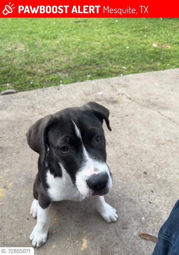 Lost Male Dog last seen Rockne lane, Mesquite, TX 75150