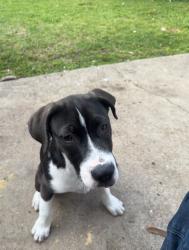 Lost Male Dog last seen Rockne lane, Mesquite, TX 75150