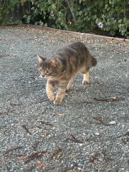 Found/Stray Male Cat last seen Ygnacio Valley Plaza, Walnut Creek, CA 94598
