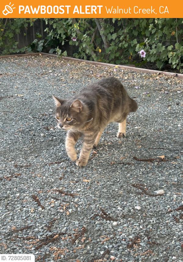 Found/Stray Male Cat last seen Ygnacio Valley Plaza, Walnut Creek, CA 94598