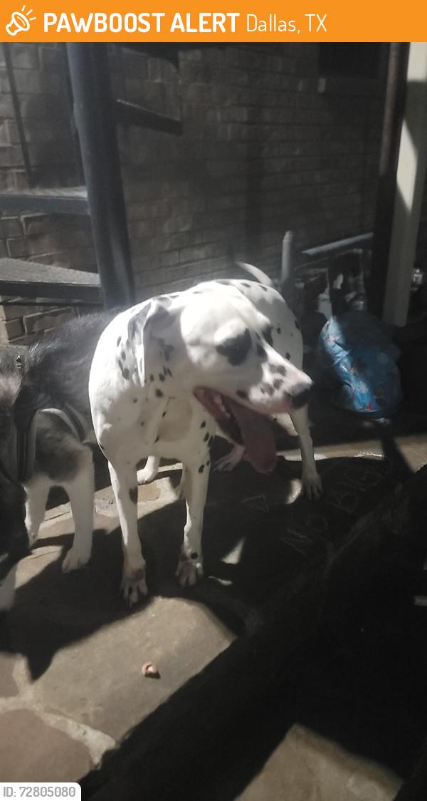 Found/Stray Male Dog last seen Madison and 6th, Dallas, TX 75208