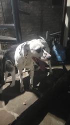 Found/Stray Male Dog last seen Madison and 6th, Dallas, TX 75208