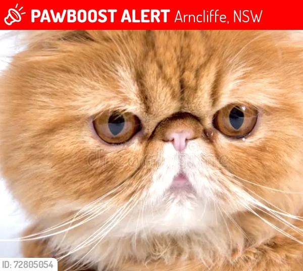 Lost Male Cat last seen Wickham street arncliffe , Arncliffe, NSW 2205