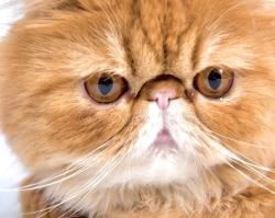Lost Male Cat last seen Wickham street arncliffe , Arncliffe, NSW 2205