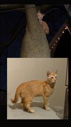 Found/Stray Male Cat last seen 16th and Drake, Chicago, IL 60623