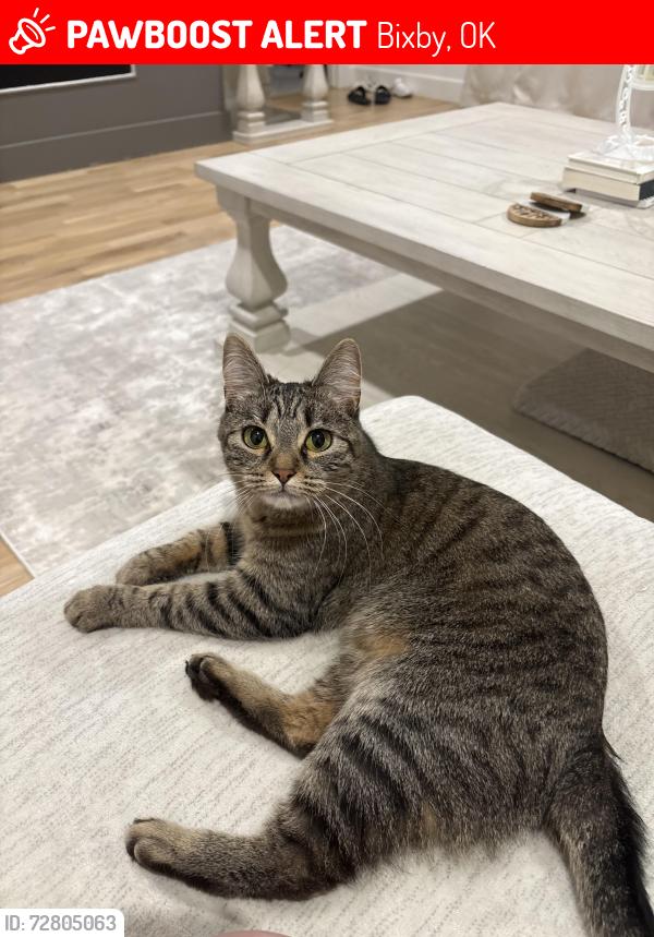 Lost Female Cat last seen Chisholm Ranch, Bixby, OK 74008