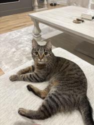 Lost Female Cat last seen Chisholm Ranch, Bixby, OK 74008