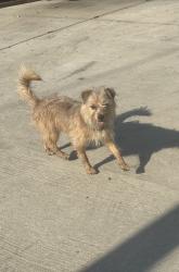 Found/Stray Male Dog last seen Near Carpenter St, Columbus, OH 43206