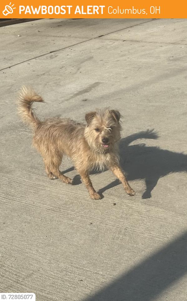 Found/Stray Male Dog last seen Near Carpenter St, Columbus, OH 43206