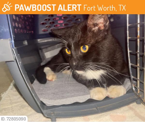 Found/Stray Male Cat last seen Lackland Rd, Z Bonz/Z Boaz, Fort Worth, TX 76116