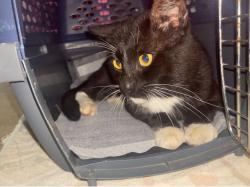 Found/Stray Male Cat last seen Lackland Rd, Z Bonz/Z Boaz, Fort Worth, TX 76116