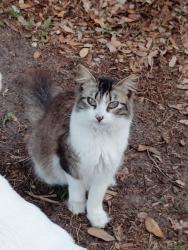 Lost Male Cat last seen Near redditt road , Orlando, FL 32822