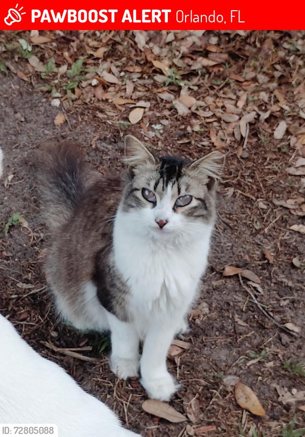 Lost Male Cat last seen Near redditt road, Orlando, FL 32822