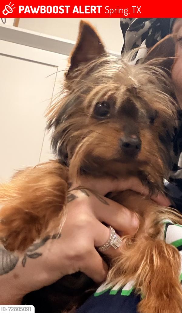 Lost Female Dog last seen Finely Run street, Spring, TX 77373