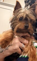 Lost Female Dog last seen Finely Run street, Spring, TX 77373