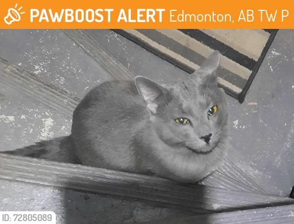 Found/Stray Male Cat last seen Keswick edmonton, Edmonton, AB T6W 5P1