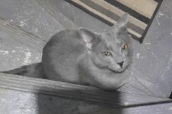 Found/Stray Male Cat last seen Keswick edmonton, Edmonton, AB T6W 5P1