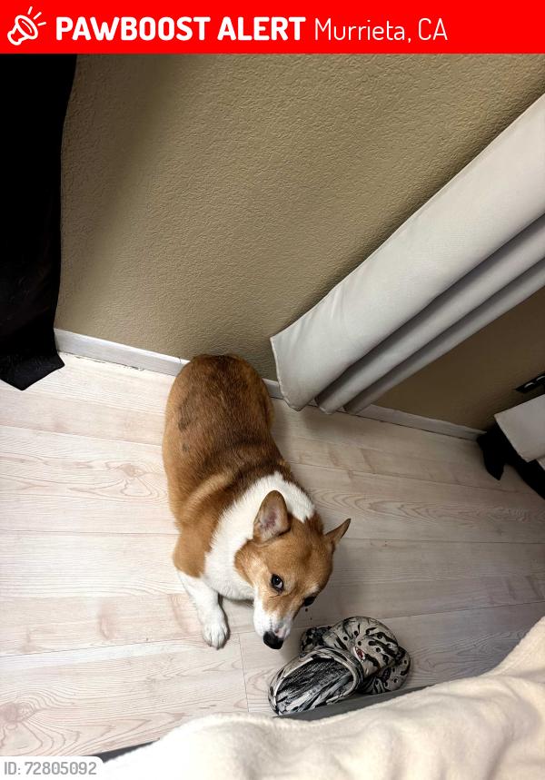 Lost Male Dog last seen Near Jackson Avenue Murrieta ca 92562, Murrieta, CA 92562