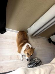Lost Male Dog last seen Near Jackson Avenue Murrieta ca 92562, Murrieta, CA 92562