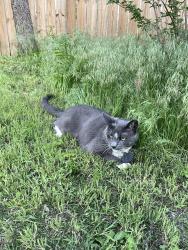 Lost Male Cat last seen nw 80th st okc, Oklahoma City, OK 73114