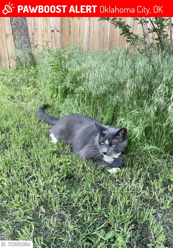 Lost Male Cat last seen nw 80th st okc, Oklahoma City, OK 73114