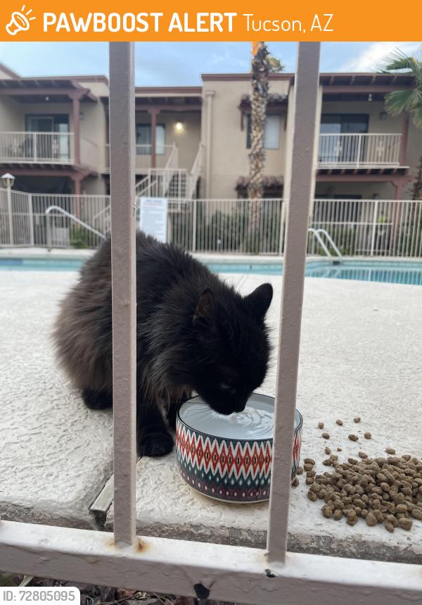 Found/Stray Female Cat last seen Winterhaven , Tucson, AZ 85716