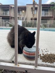 Found/Stray Female Cat last seen Winterhaven , Tucson, AZ 85716