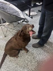 Found/Stray Female Dog last seen Near Suncoral Drive Huntington Beach, CA 92646 United States, Huntington Beach, CA 92646
