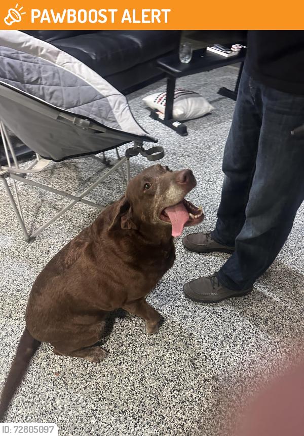 Found/Stray Female Dog last seen Near Suncoral Drive Huntington Beach, CA 92646 United States, Huntington Beach, CA 92646