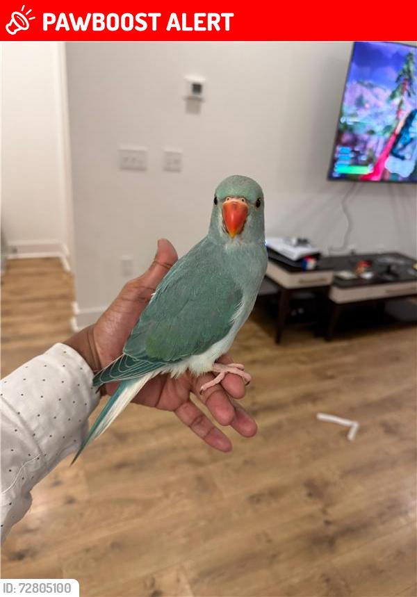 Lost Male Bird last seen Near 1004 Myrtle Ln, Spring Hil, Wilkerson Place around that area, Thompson's Station, TN 37179