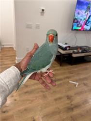 Lost Male Bird last seen Near 1004 Myrtle Ln, Spring Hil, Wilkerson Place around that area, Thompson's Station, TN 37179
