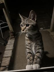 Found/Stray Unknown Cat last seen Sus Dr & Newbys Bridge, Chesterfield County, VA 23832