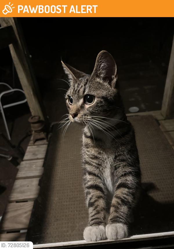Found/Stray Unknown Cat last seen Sus Dr & Newbys Bridge, Chesterfield County, VA 23832