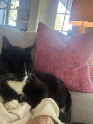 Lost Male Cat last seen 71st and 33rd west Ave , Sapulpa, OK 74132