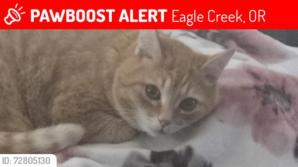 Lost Male Cat last seen Near Block SE Eagle Creek Rd, Eagle Creek, OR 97022
