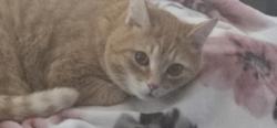 Lost Male Cat last seen Near Block SE Eagle Creek Rd, Eagle Creek, OR 97022