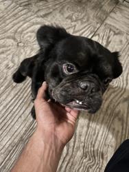 Found/Stray Male Dog last seen Roman forest gas station , Roman Forest, TX 77357