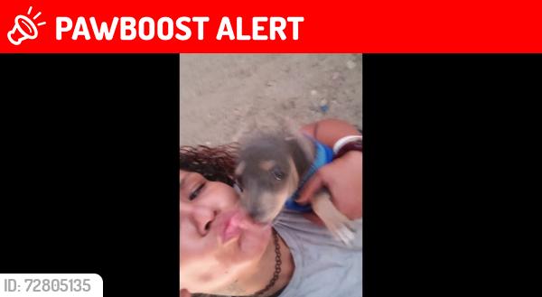 Lost Male Dog last seen La Puente Hills Mall, Hacienda Heights, CA 91745