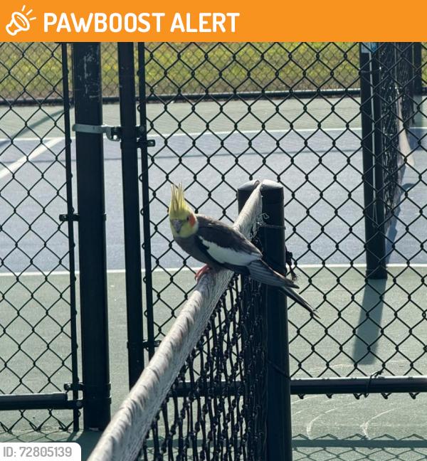 Found/Stray Male Bird last seen Westwood Lakes Park, Greater Northdale, FL 33626