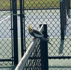 Found/Stray Male Bird last seen Westwood Lakes Park, Greater Northdale, FL 33626