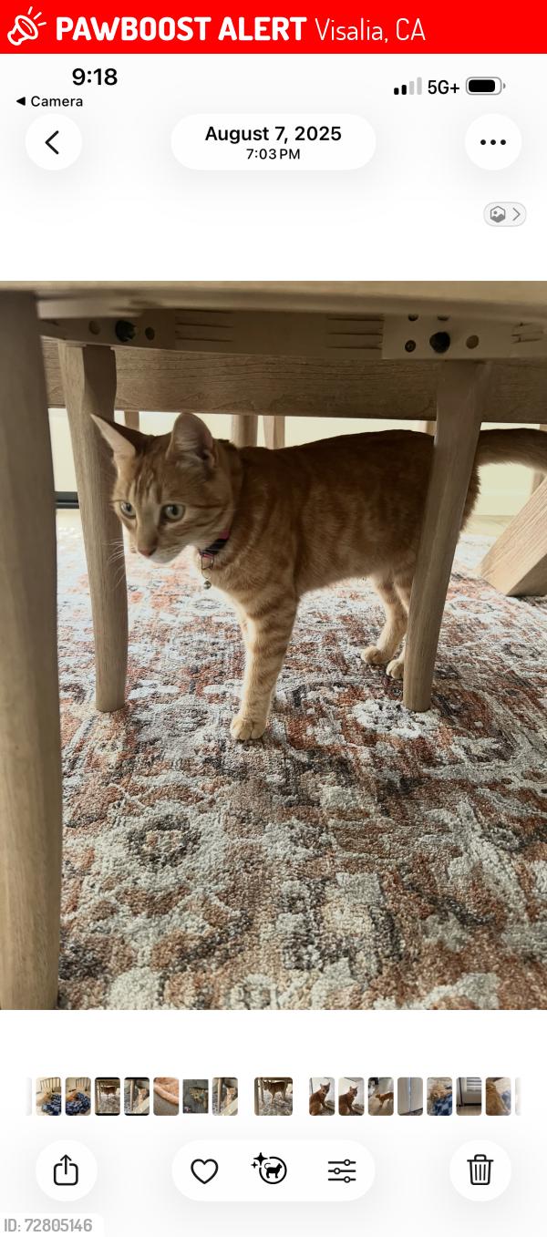 Lost Female Cat last seen Akers and Riggin, Visalia, CA 93291