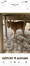 Lost Female Cat last seen Akers and Riggin, Visalia, CA 93291