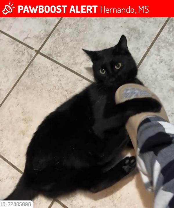 Lost Male Cat last seen Vaiden Dr and E Oak Grove Rd, Hernando, MS 38632