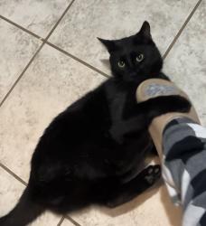 Lost Male Cat last seen Vaiden Dr and E Oak Grove Rd, Hernando, MS 38632