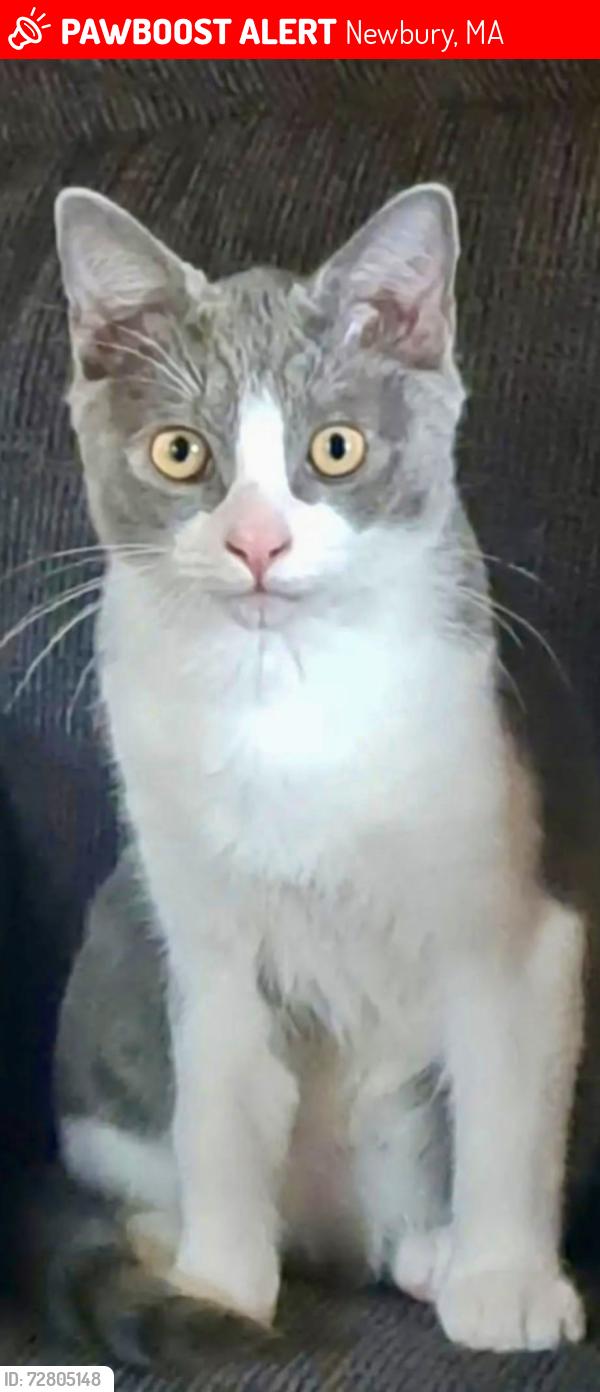 Lost Male Cat last seen Fruit street and Rogers Lane Byfield MA, Newbury, MA 01922