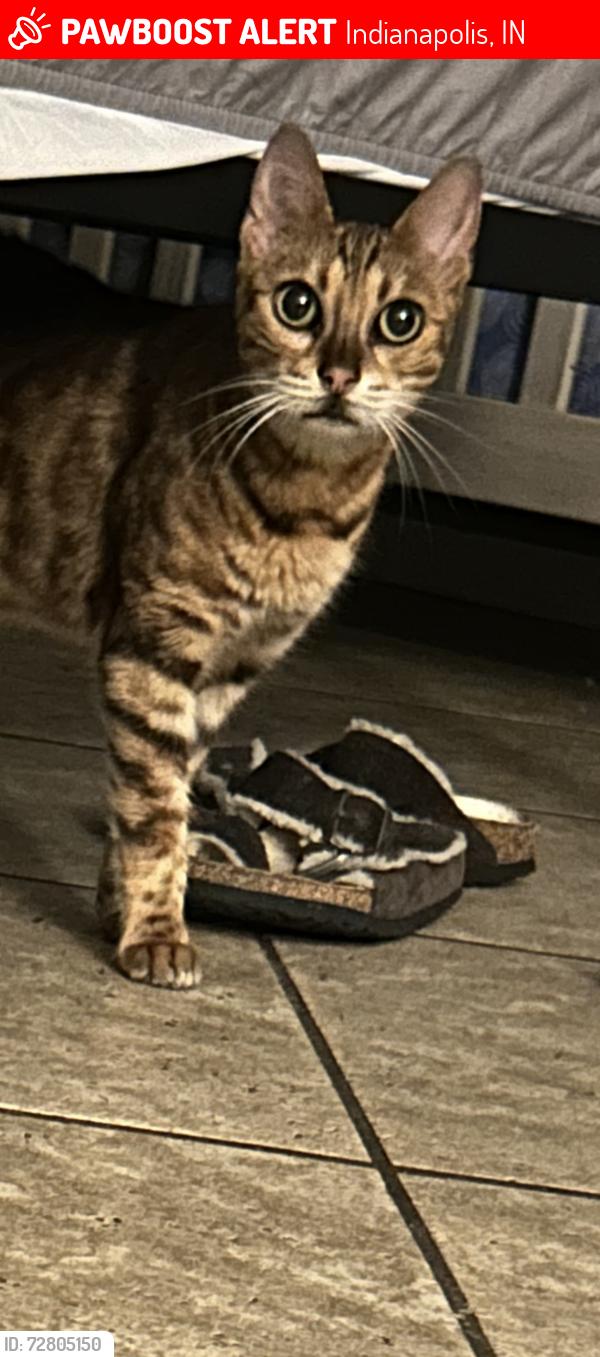 Lost Female Cat last seen 17th and layman ave, Indianapolis, IN 46218