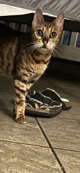 Lost Female Cat last seen 17th and layman ave, Indianapolis, IN 46218